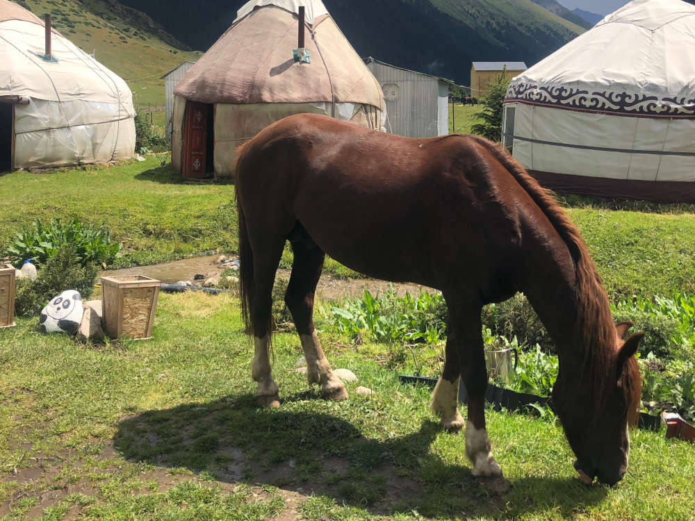 Photo of a horse eating grass with some yurts as background